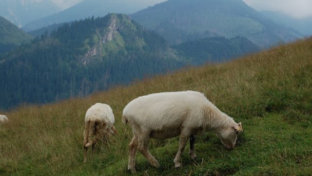 rusinowa-polana-wiktorowki-szlak-oscypka-oscypek-lipiec-2010-132