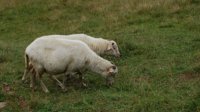 rusinowa-polana-wiktorowki-szlak-oscypka-oscypek-lipiec-2010-133