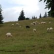 Szlak oscypka – Tatry, Pieniny