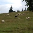 Szlak oscypka – Tatry, Pieniny