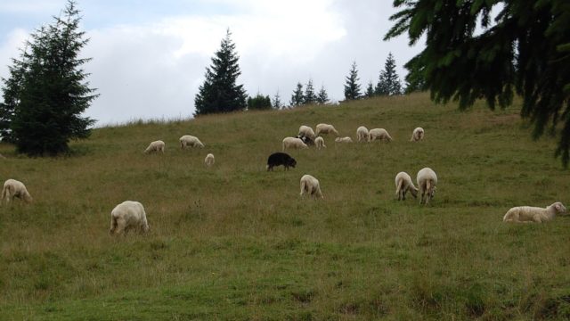 rusinowa-polana-wiktorowki-szlak-oscypka-oscypek-lipiec-2010-135