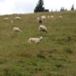 Szlak oscypka – Tatry, Pieniny