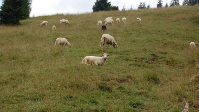 rusinowa-polana-wiktorowki-szlak-oscypka-oscypek-lipiec-2010-136