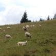 Szlak oscypka – Tatry, Pieniny