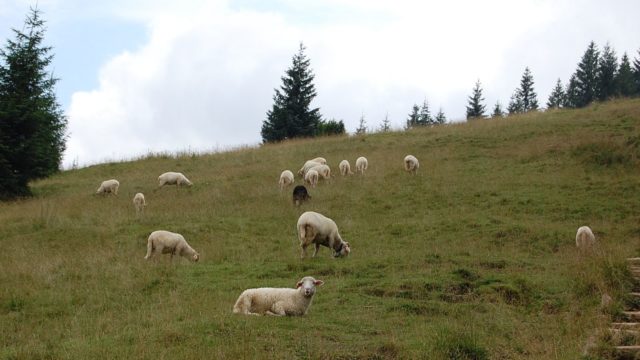 rusinowa-polana-wiktorowki-szlak-oscypka-oscypek-lipiec-2010-137