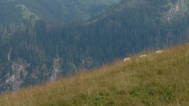 rusinowa-polana-wiktorowki-szlak-oscypka-oscypek-lipiec-2010-138