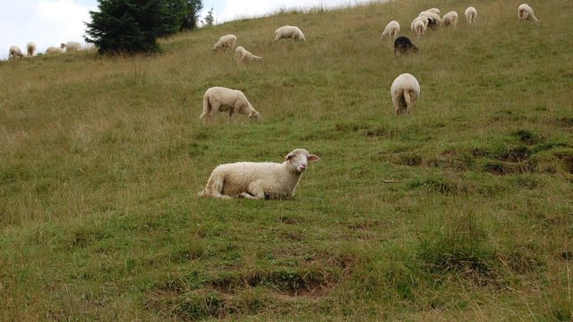 rusinowa-polana-wiktorowki-szlak-oscypka-oscypek-lipiec-2010-139