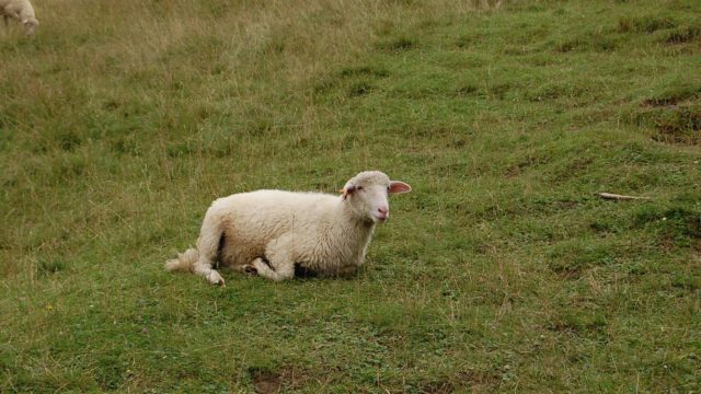 rusinowa-polana-wiktorowki-szlak-oscypka-oscypek-lipiec-2010-140