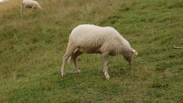 rusinowa-polana-wiktorowki-szlak-oscypka-oscypek-lipiec-2010-141