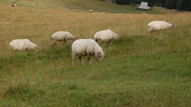 rusinowa-polana-wiktorowki-szlak-oscypka-oscypek-lipiec-2010-142