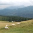 Szlak oscypka – Tatry, Pieniny