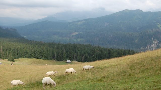 rusinowa-polana-wiktorowki-szlak-oscypka-oscypek-lipiec-2010-143