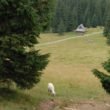 Szlak oscypka – Tatry, Pieniny