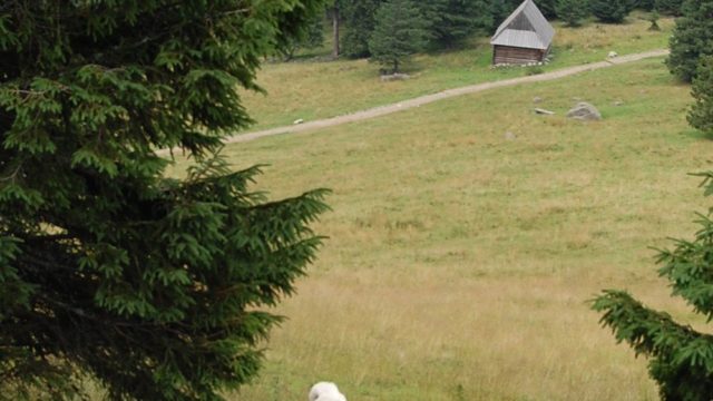 rusinowa-polana-wiktorowki-szlak-oscypka-oscypek-lipiec-2010-144