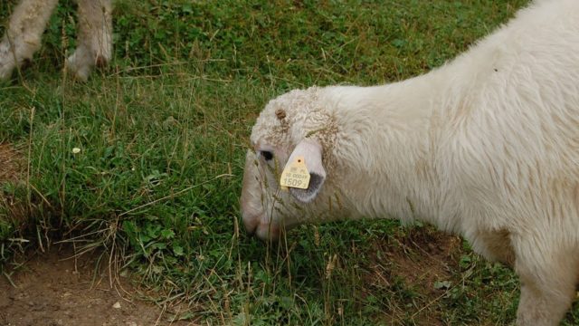 rusinowa-polana-wiktorowki-szlak-oscypka-oscypek-lipiec-2010-145