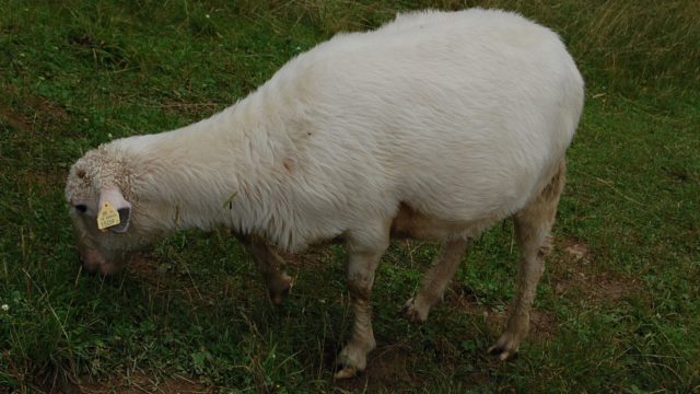 rusinowa-polana-wiktorowki-szlak-oscypka-oscypek-lipiec-2010-147