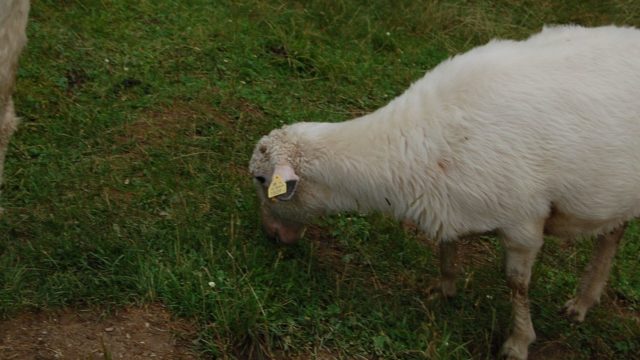 rusinowa-polana-wiktorowki-szlak-oscypka-oscypek-lipiec-2010-148