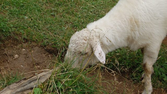 rusinowa-polana-wiktorowki-szlak-oscypka-oscypek-lipiec-2010-149