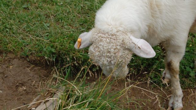 rusinowa-polana-wiktorowki-szlak-oscypka-oscypek-lipiec-2010-150