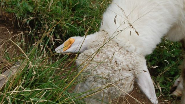 rusinowa-polana-wiktorowki-szlak-oscypka-oscypek-lipiec-2010-151