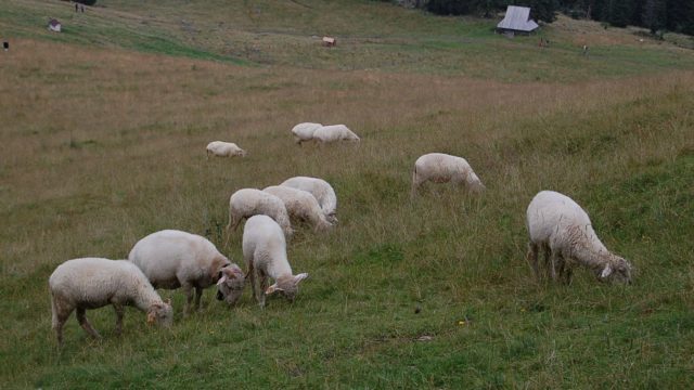 rusinowa-polana-wiktorowki-szlak-oscypka-oscypek-lipiec-2010-152