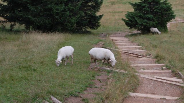 rusinowa-polana-wiktorowki-szlak-oscypka-oscypek-lipiec-2010-154