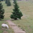 Szlak oscypka – Tatry, Pieniny