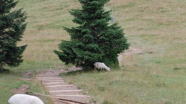 rusinowa-polana-wiktorowki-szlak-oscypka-oscypek-lipiec-2010-155