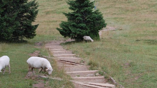 rusinowa-polana-wiktorowki-szlak-oscypka-oscypek-lipiec-2010-156