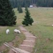 Szlak oscypka – Tatry, Pieniny