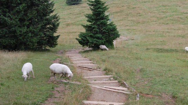 rusinowa-polana-wiktorowki-szlak-oscypka-oscypek-lipiec-2010-157