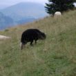 Szlak oscypka – Tatry, Pieniny