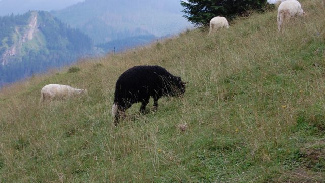 rusinowa-polana-wiktorowki-szlak-oscypka-oscypek-lipiec-2010-158