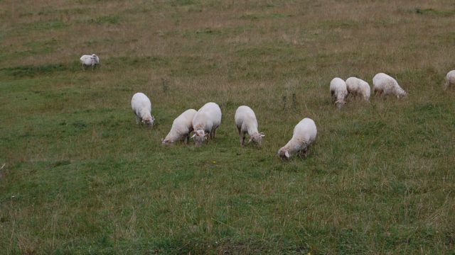 rusinowa-polana-wiktorowki-szlak-oscypka-oscypek-lipiec-2010-159