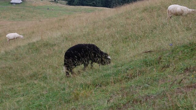 rusinowa-polana-wiktorowki-szlak-oscypka-oscypek-lipiec-2010-160