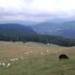 Szlak oscypka – Tatry, Pieniny