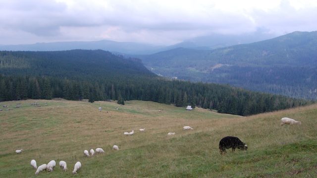 rusinowa-polana-wiktorowki-szlak-oscypka-oscypek-lipiec-2010-161