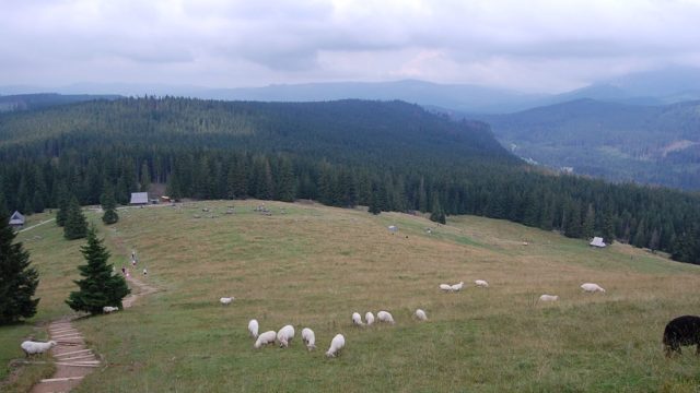 rusinowa-polana-wiktorowki-szlak-oscypka-oscypek-lipiec-2010-162