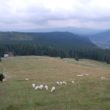 Szlak oscypka – Tatry, Pieniny