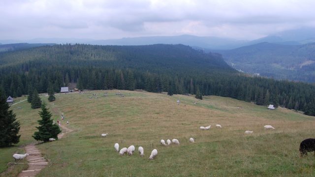 rusinowa-polana-wiktorowki-szlak-oscypka-oscypek-lipiec-2010-163