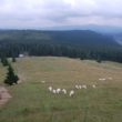 Szlak oscypka – Tatry, Pieniny