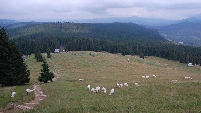 rusinowa-polana-wiktorowki-szlak-oscypka-oscypek-lipiec-2010-164