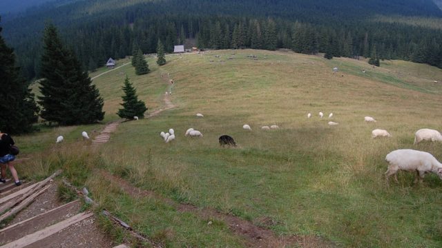 rusinowa-polana-wiktorowki-szlak-oscypka-oscypek-lipiec-2010-165