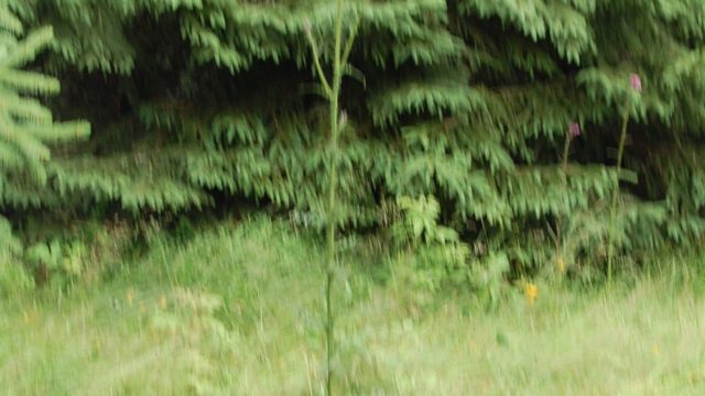 rusinowa-polana-wiktorowki-szlak-oscypka-oscypek-lipiec-2010-201