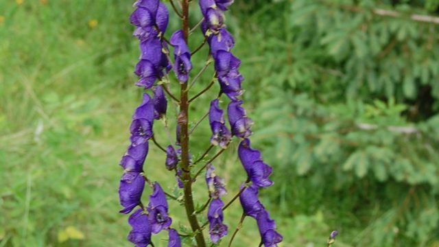 rusinowa-polana-wiktorowki-szlak-oscypka-oscypek-lipiec-2010-203