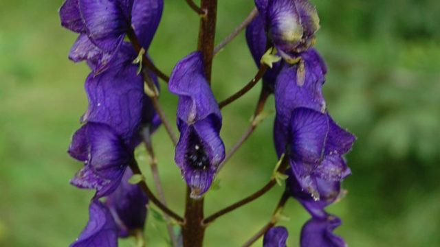 rusinowa-polana-wiktorowki-szlak-oscypka-oscypek-lipiec-2010-204