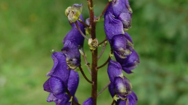 rusinowa-polana-wiktorowki-szlak-oscypka-oscypek-lipiec-2010-206