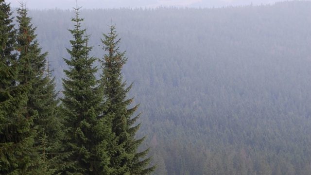 rusinowa-polana-wiktorowki-szlak-oscypka-oscypek-lipiec-2010-212