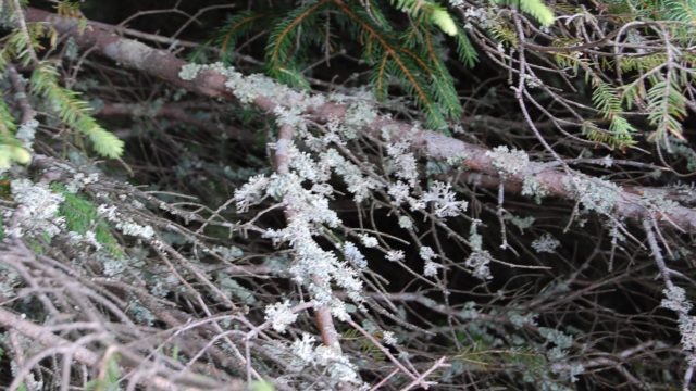 rusinowa-polana-wiktorowki-szlak-oscypka-oscypek-lipiec-2010-216