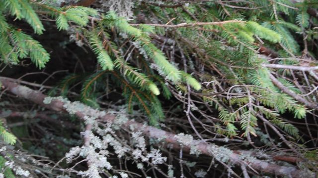 rusinowa-polana-wiktorowki-szlak-oscypka-oscypek-lipiec-2010-217